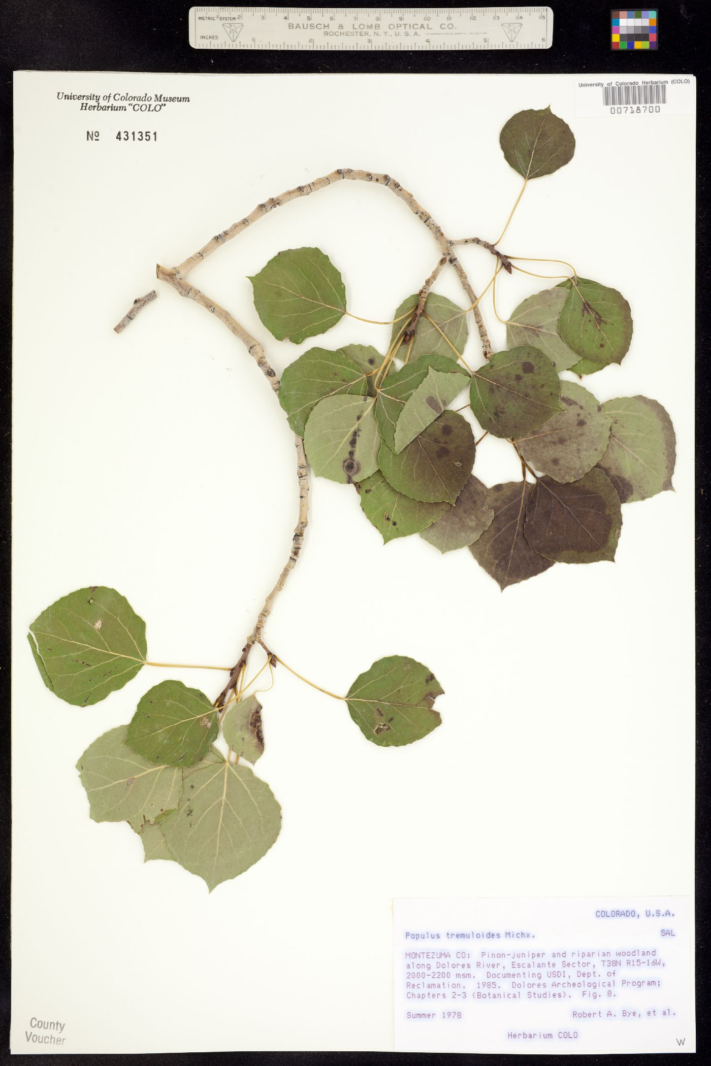 Populus tremuloides image