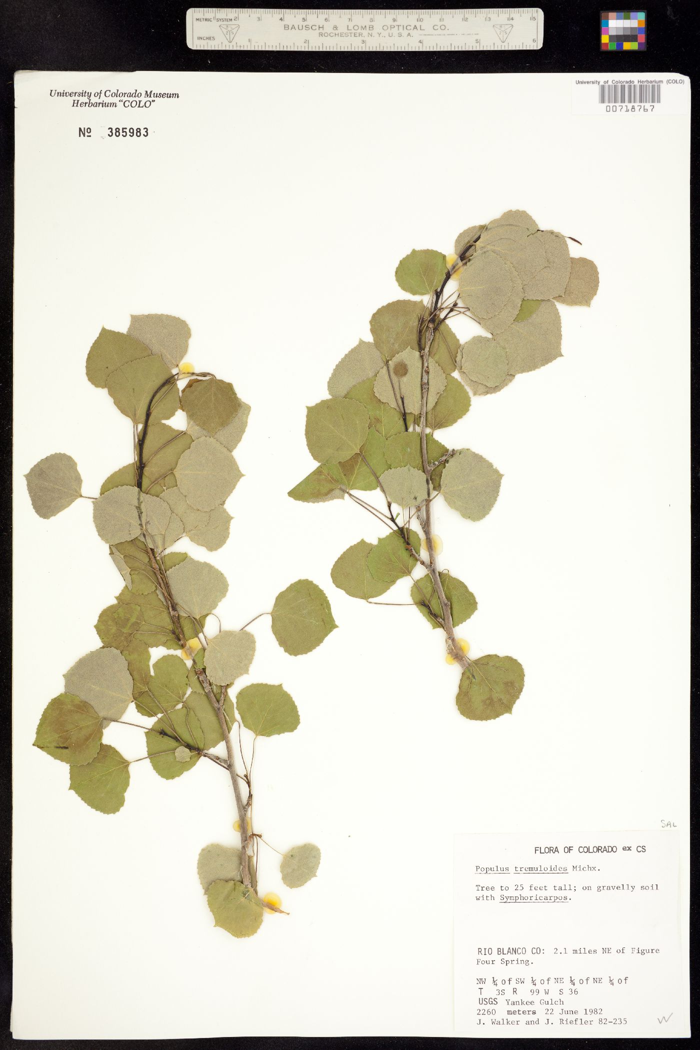 Populus tremuloides image