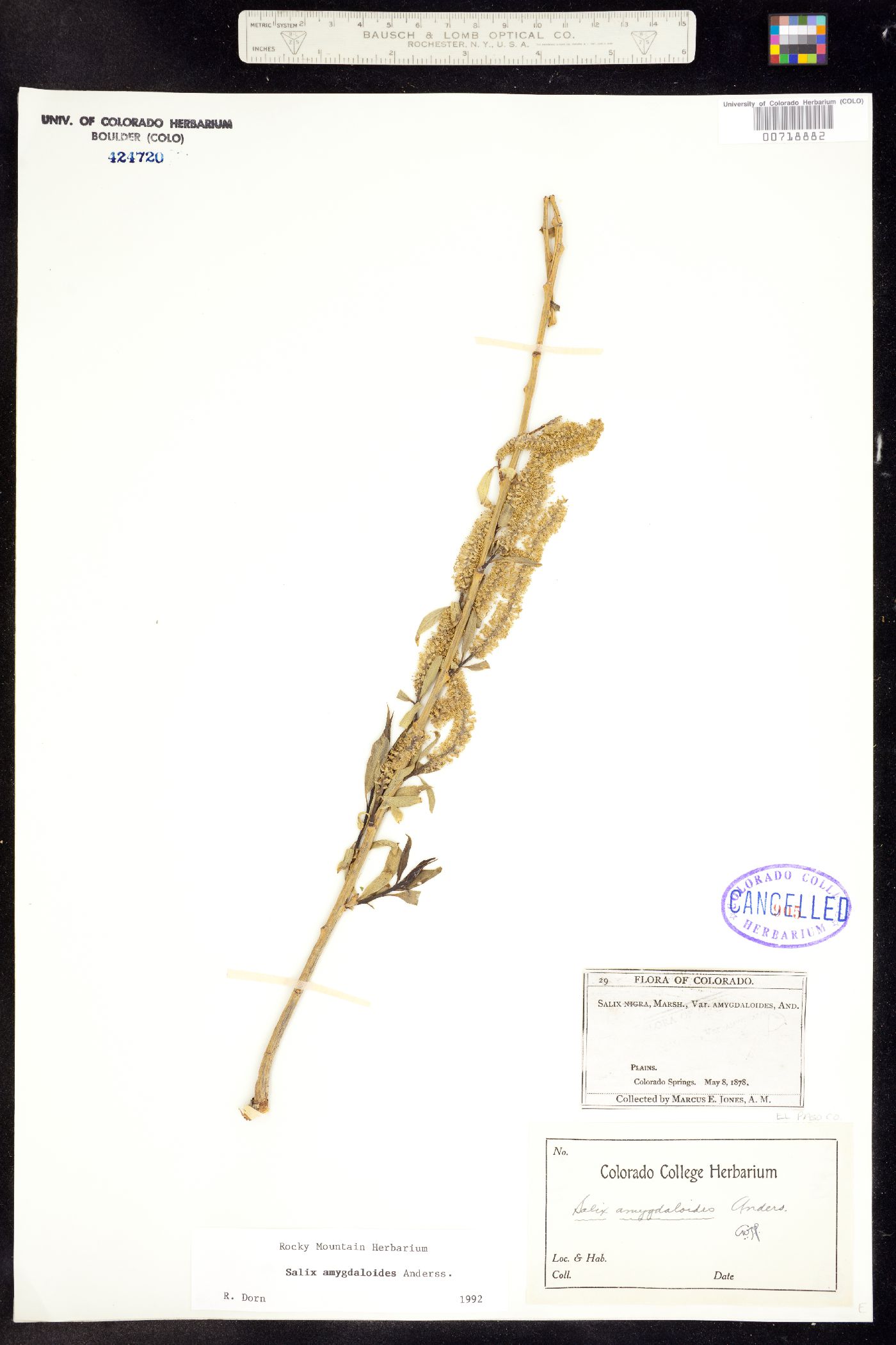 Salix amygdaloides image