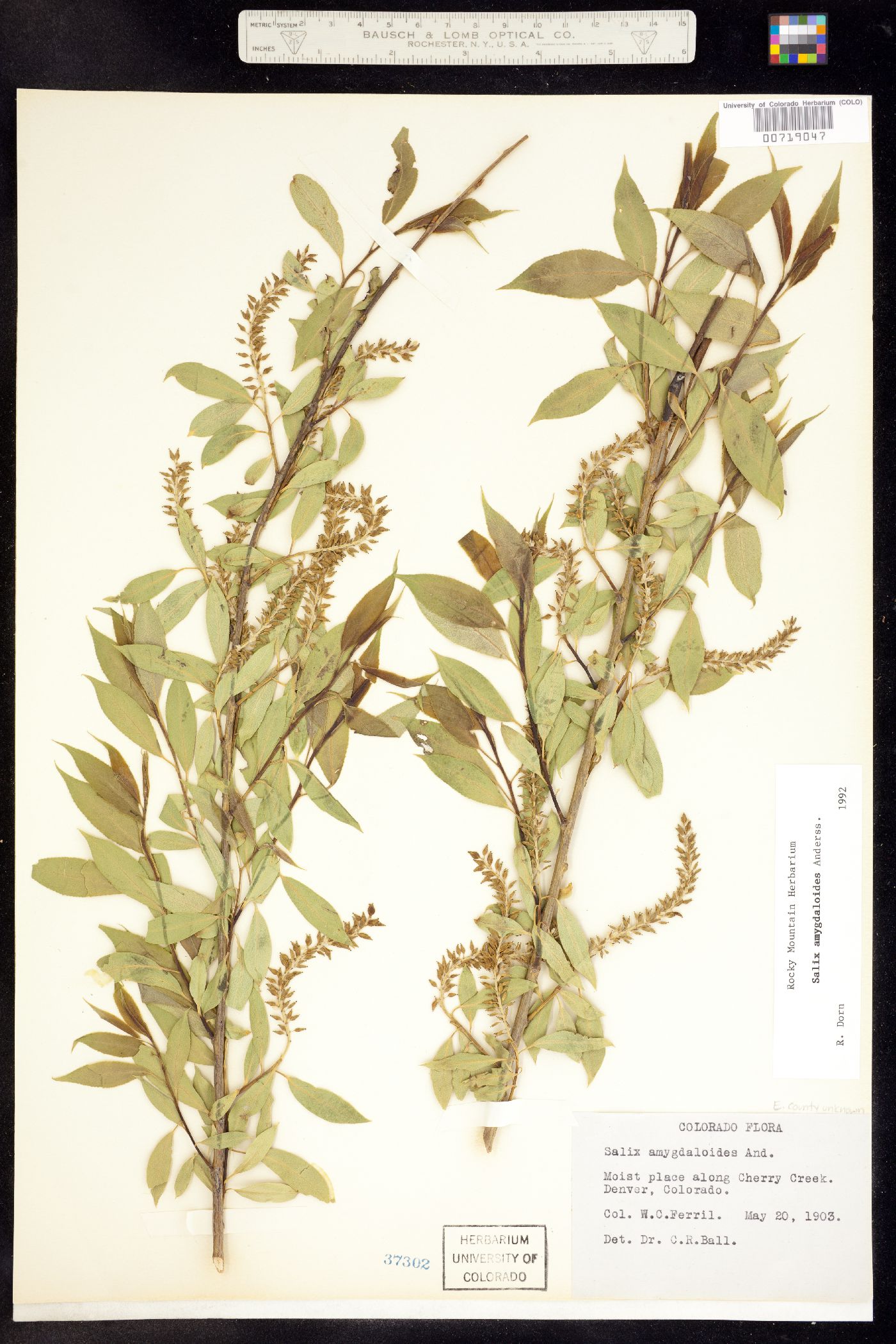 Salix amygdaloides image