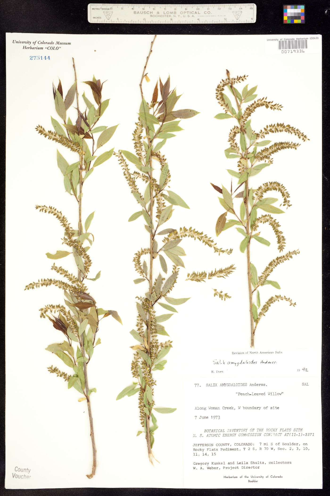 Salix amygdaloides image