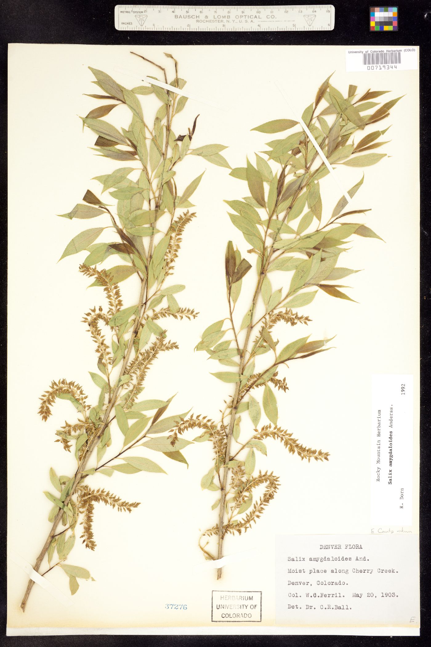 Salix amygdaloides image