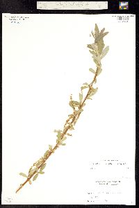 Image of Salix alba x fragilis