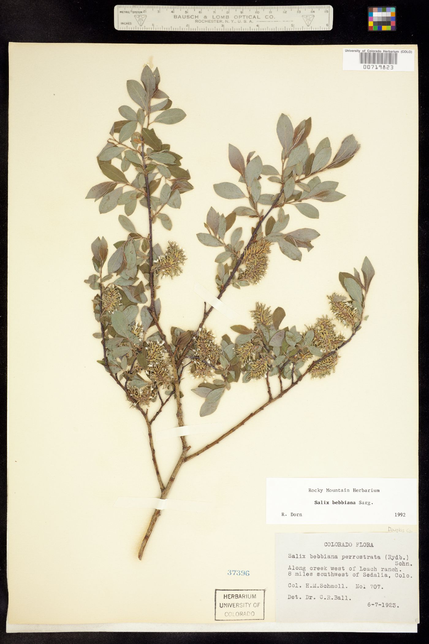 Salix bebbiana image