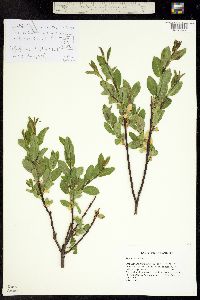 Image of Salix arizonica