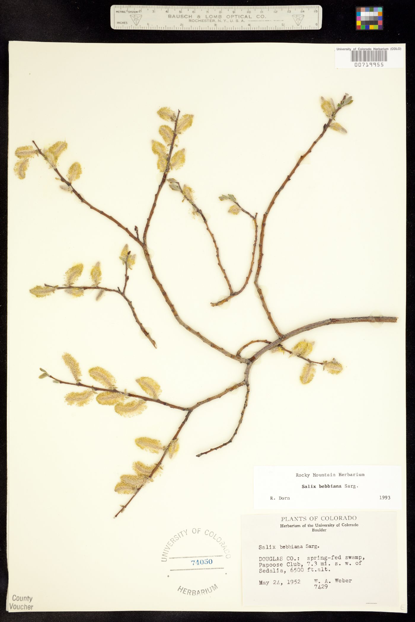 Salix bebbiana image