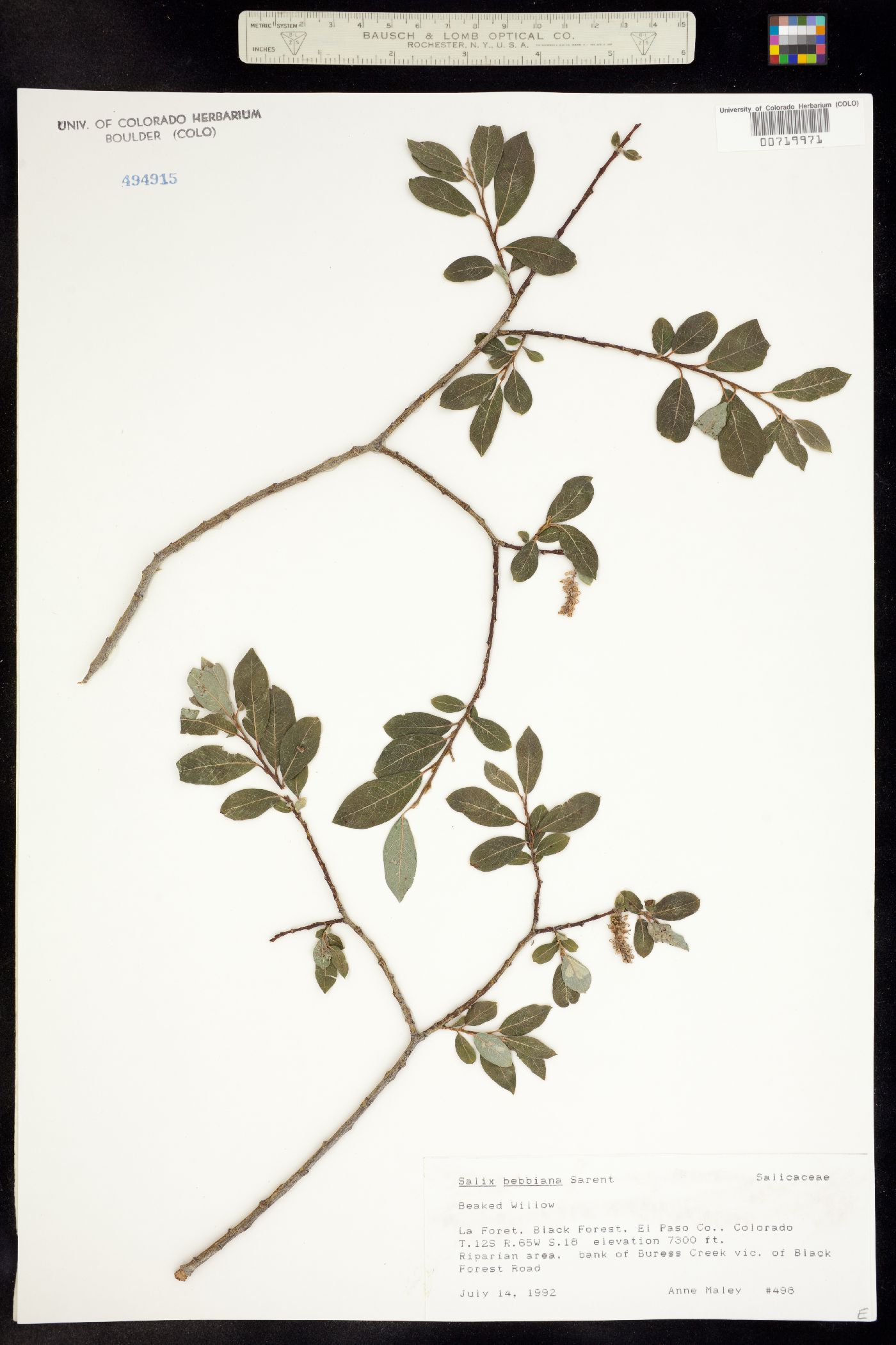 Salix bebbiana image