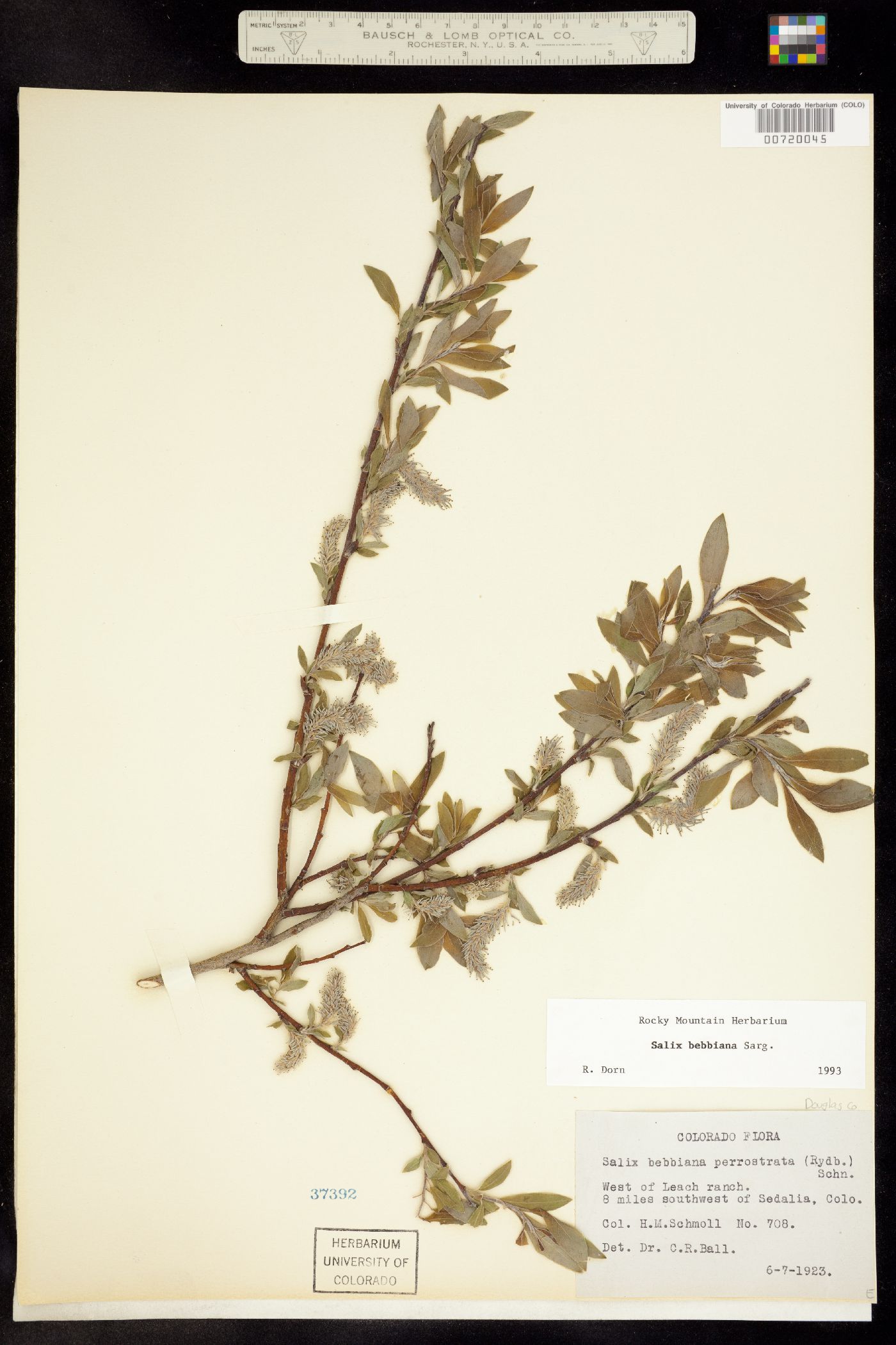 Salix bebbiana image