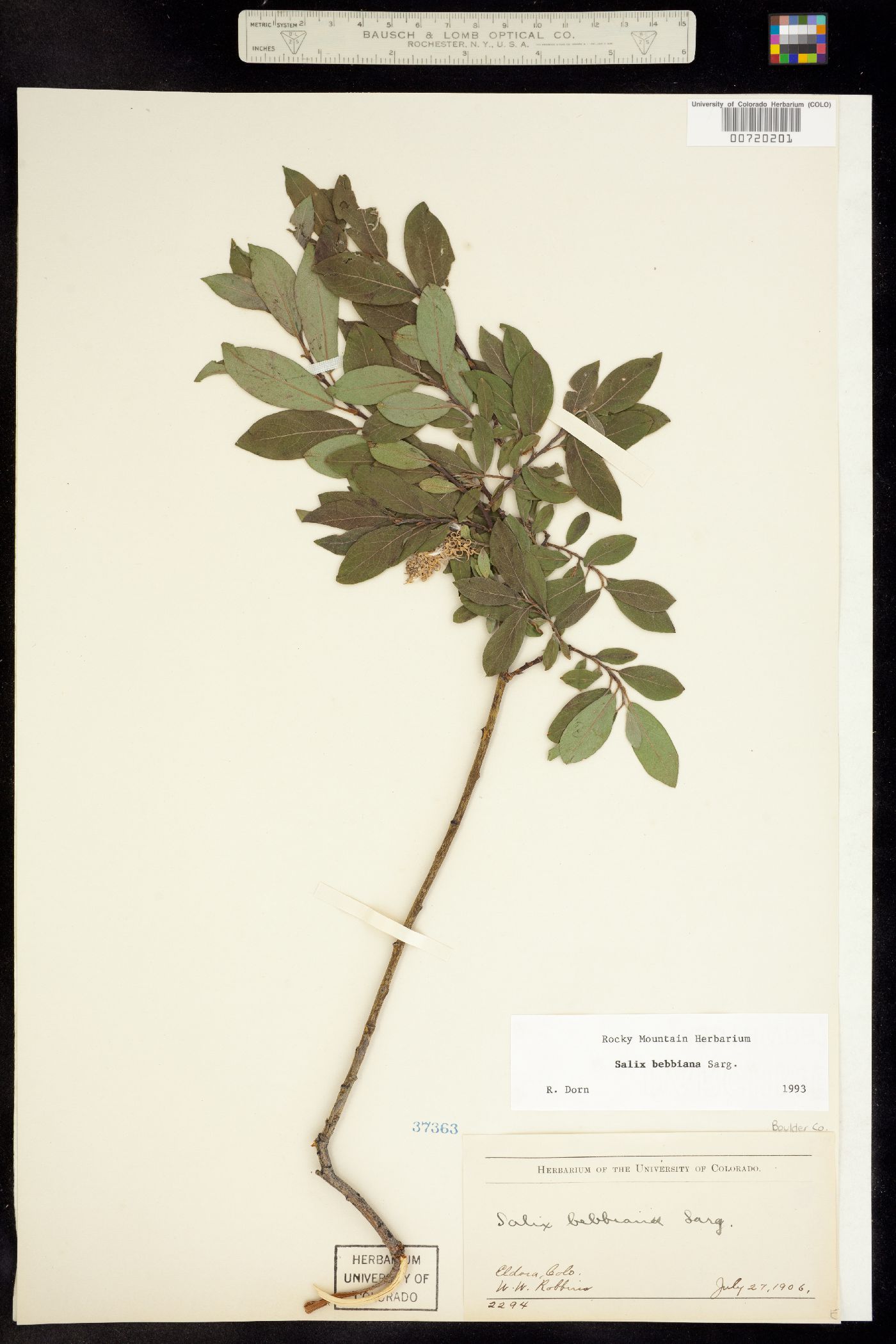 Salix bebbiana image