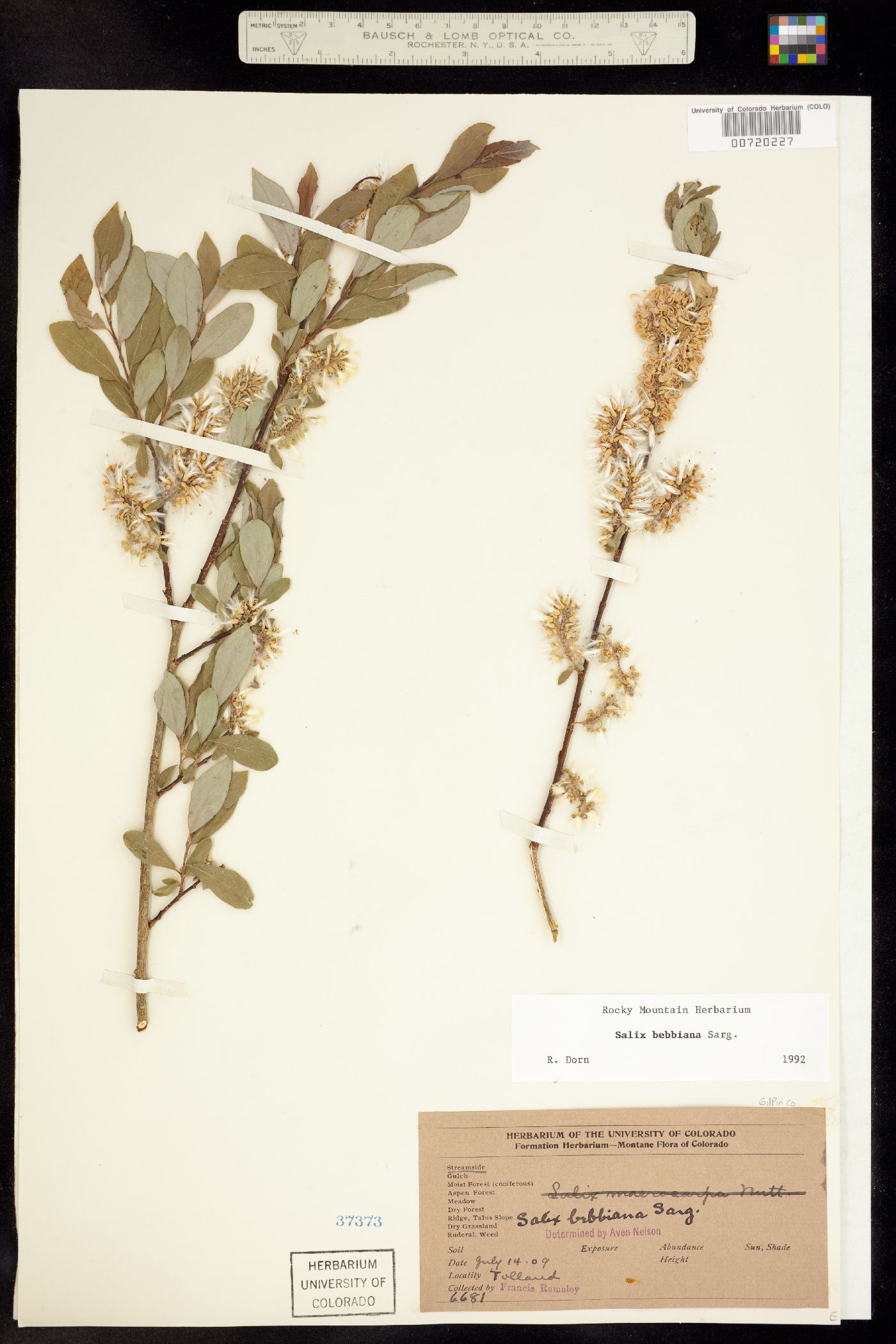 Salix bebbiana image