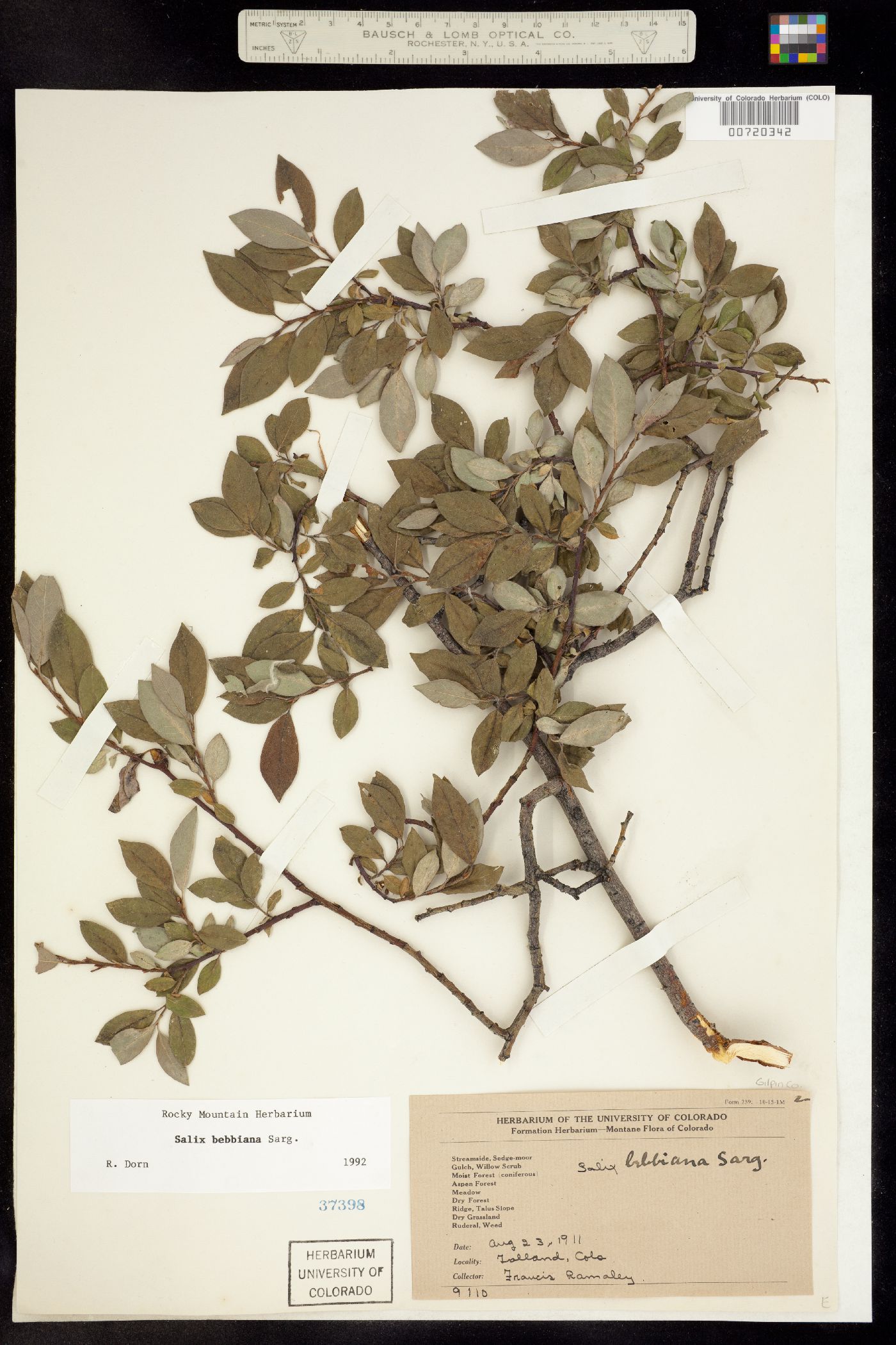 Salix bebbiana image