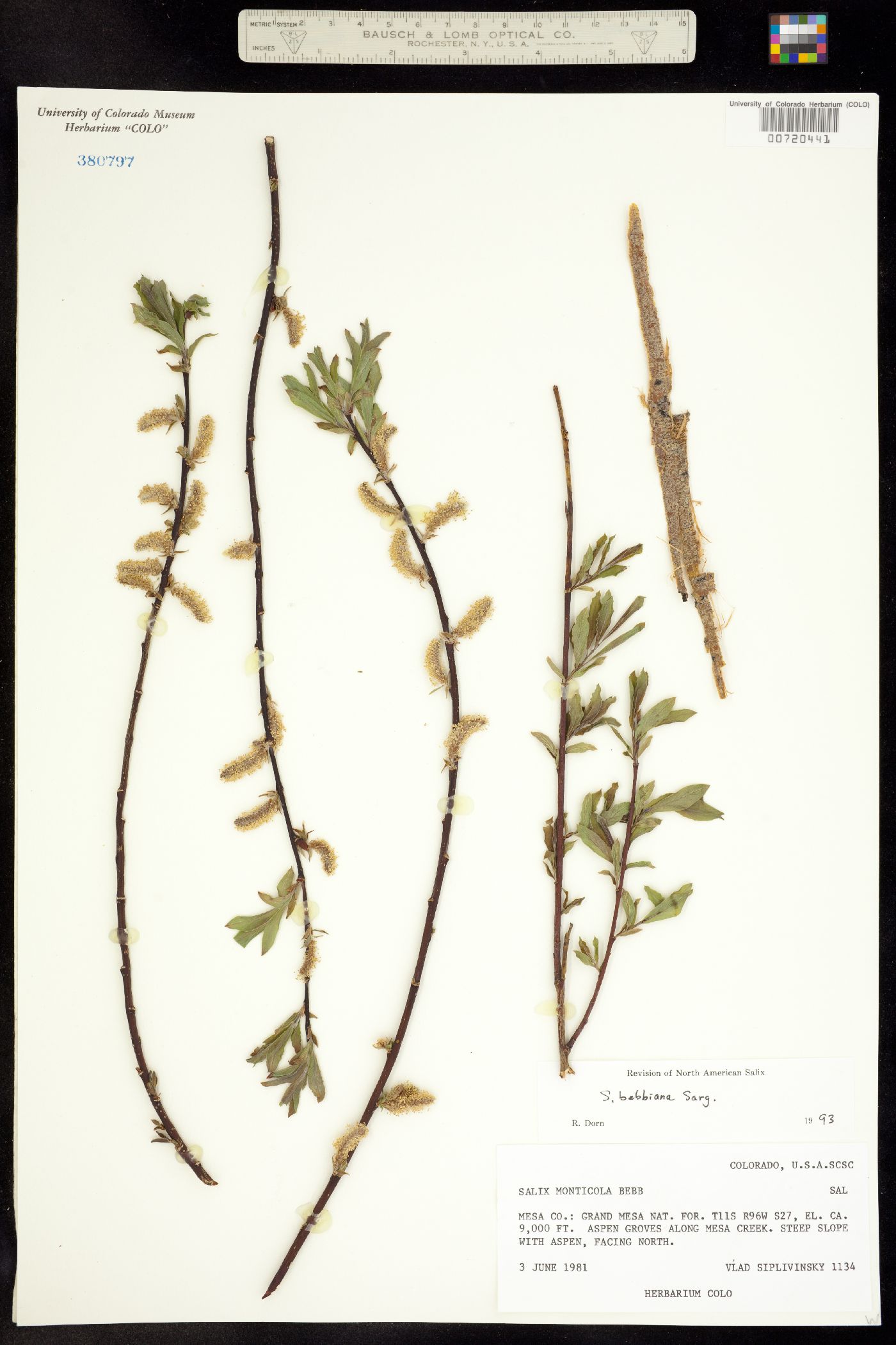 Salix bebbiana image