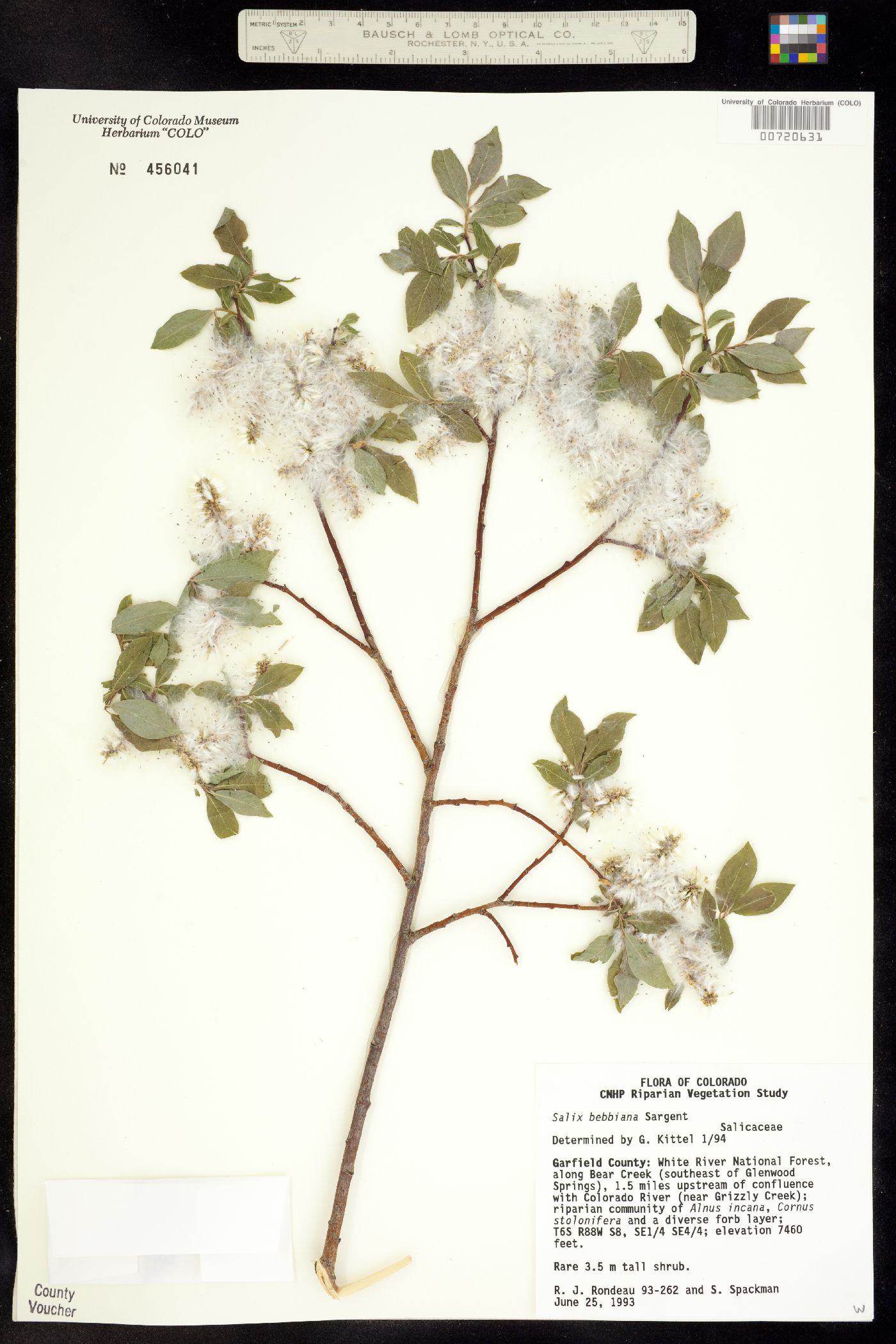 Salix bebbiana image