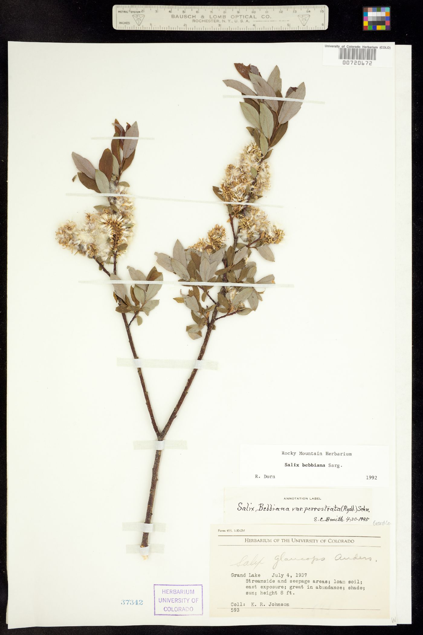 Salix bebbiana image