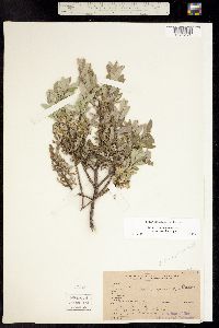 Image of Salix brachycarpa