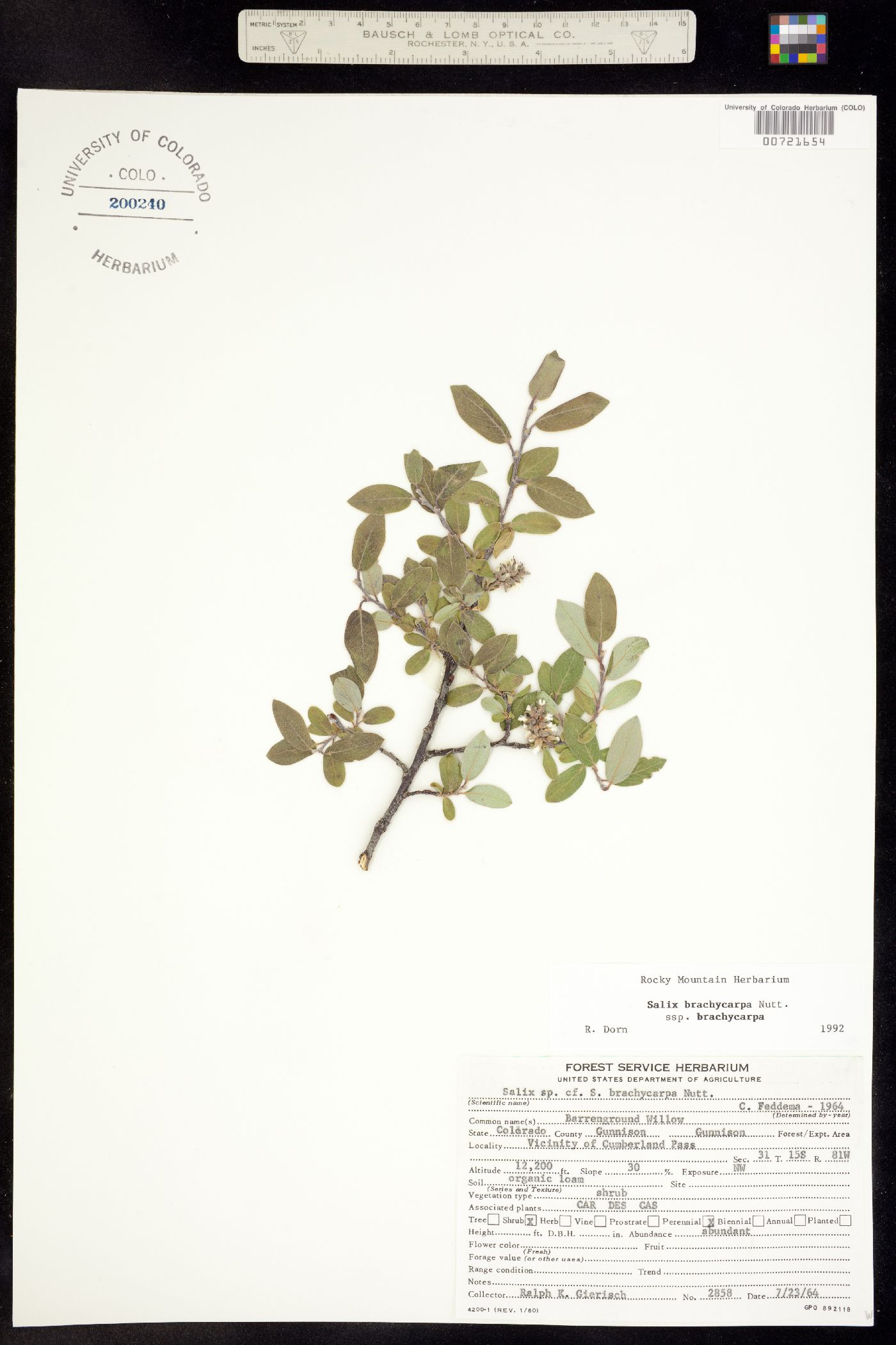 Salix brachycarpa image