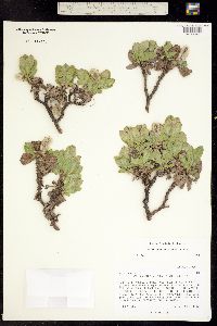 Image of Salix calcicola