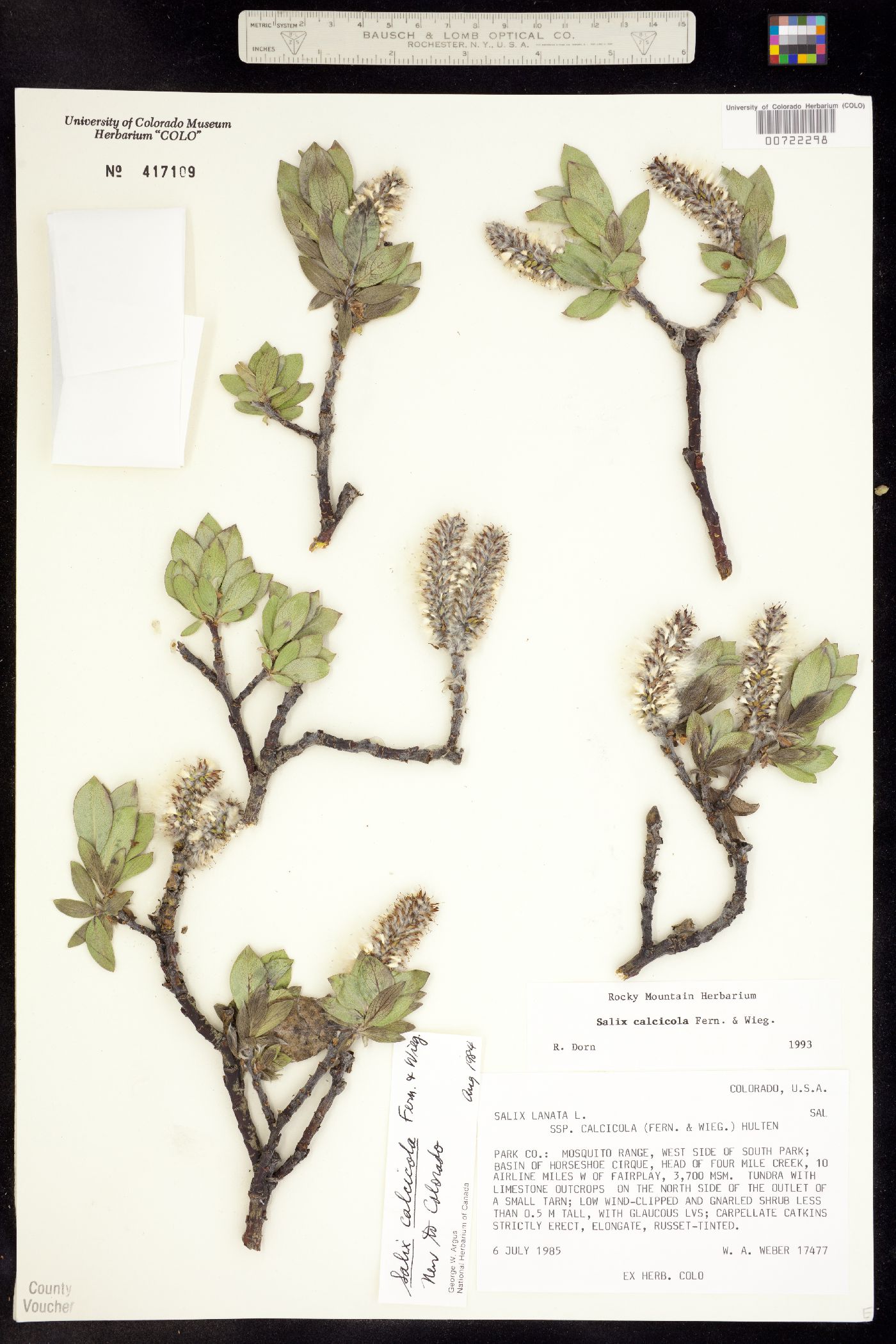 Salix calcicola image