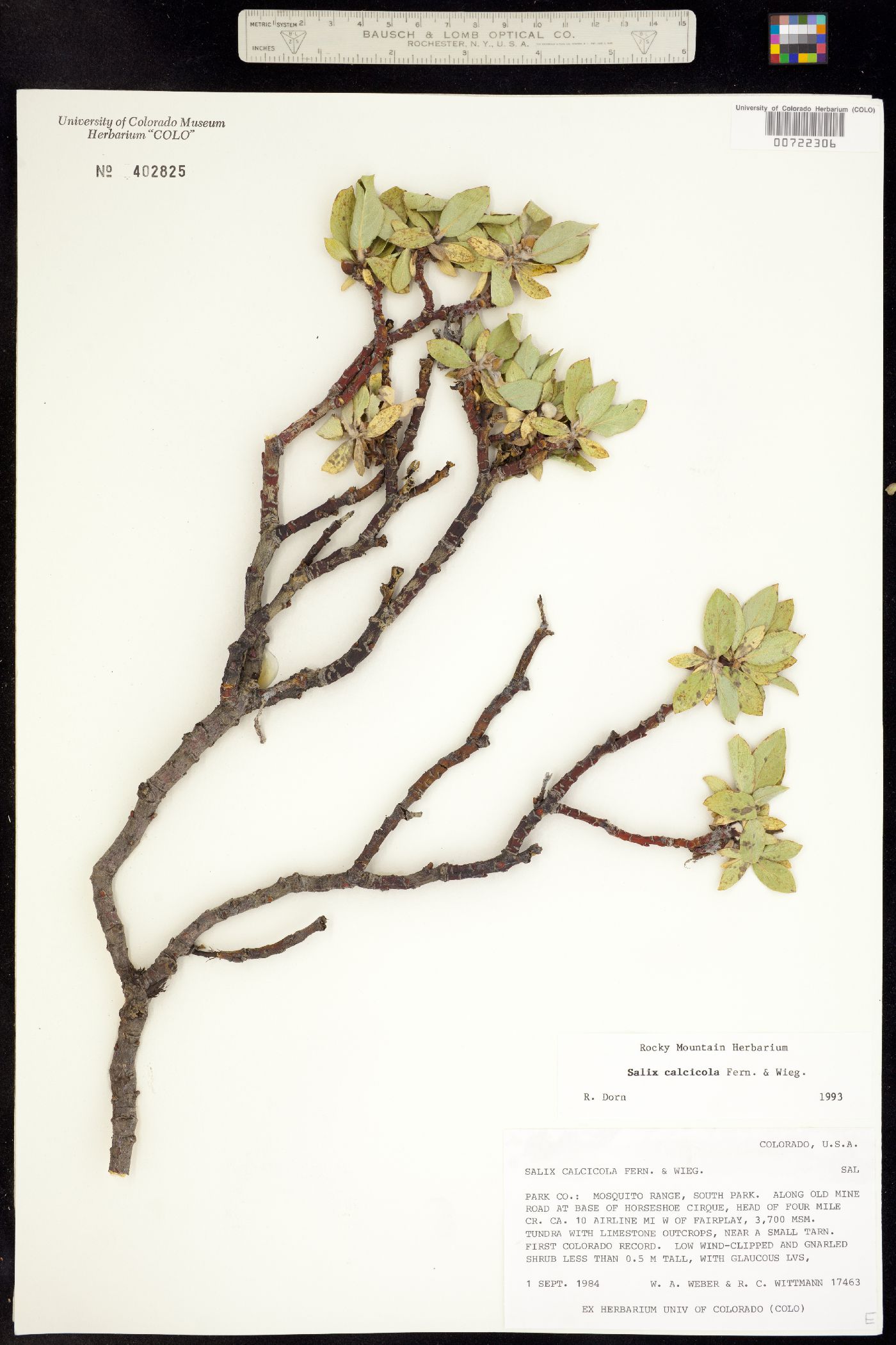 Salix calcicola image