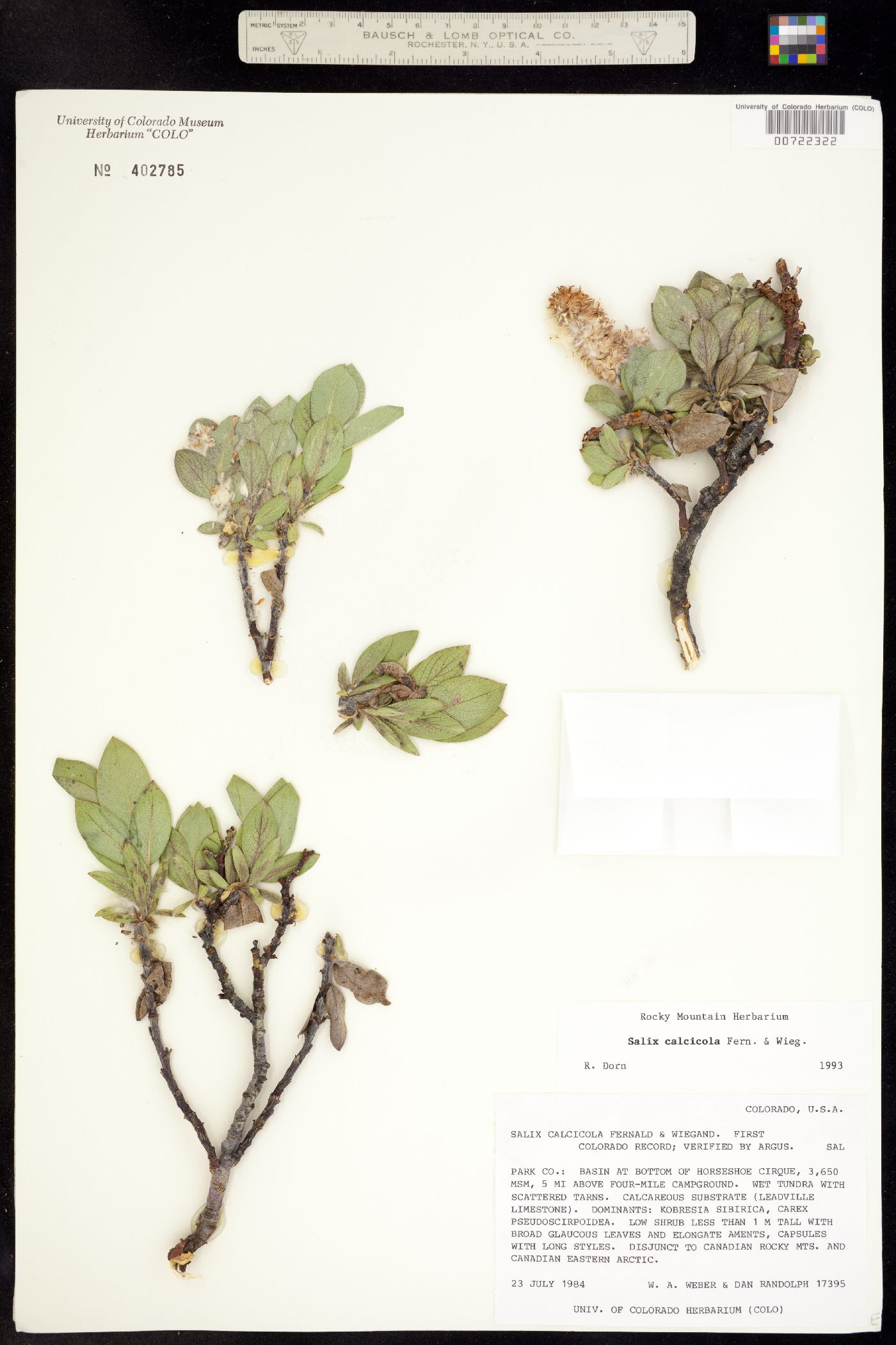 Salix calcicola image