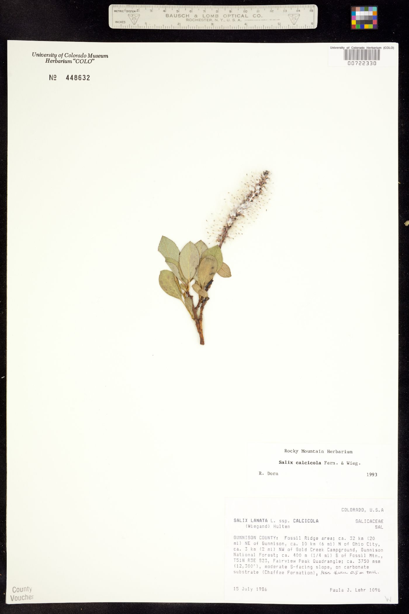 Salix calcicola image