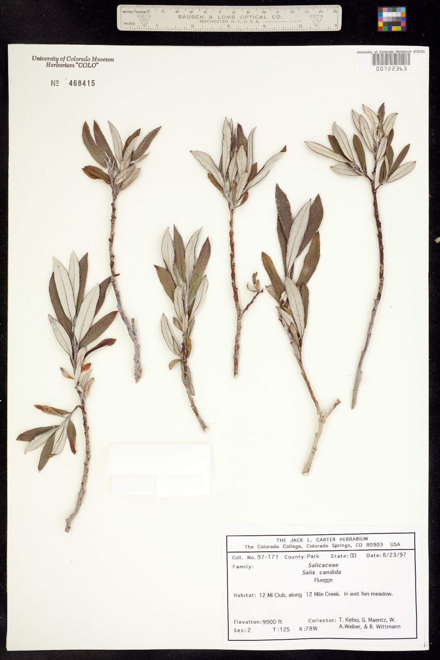 Salix candida image