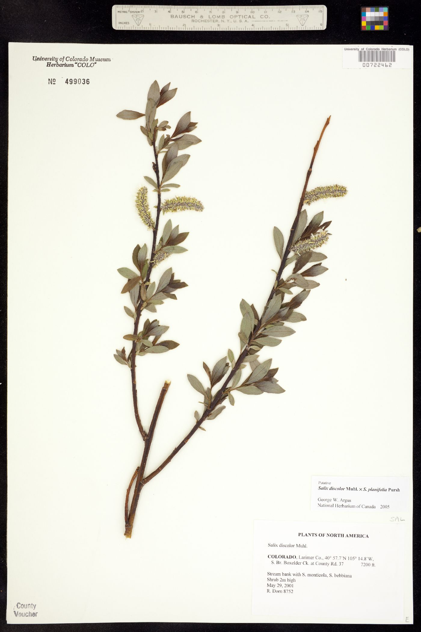 Salix discolor image