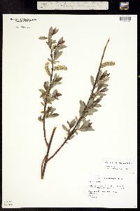 Image of Salix discolor
