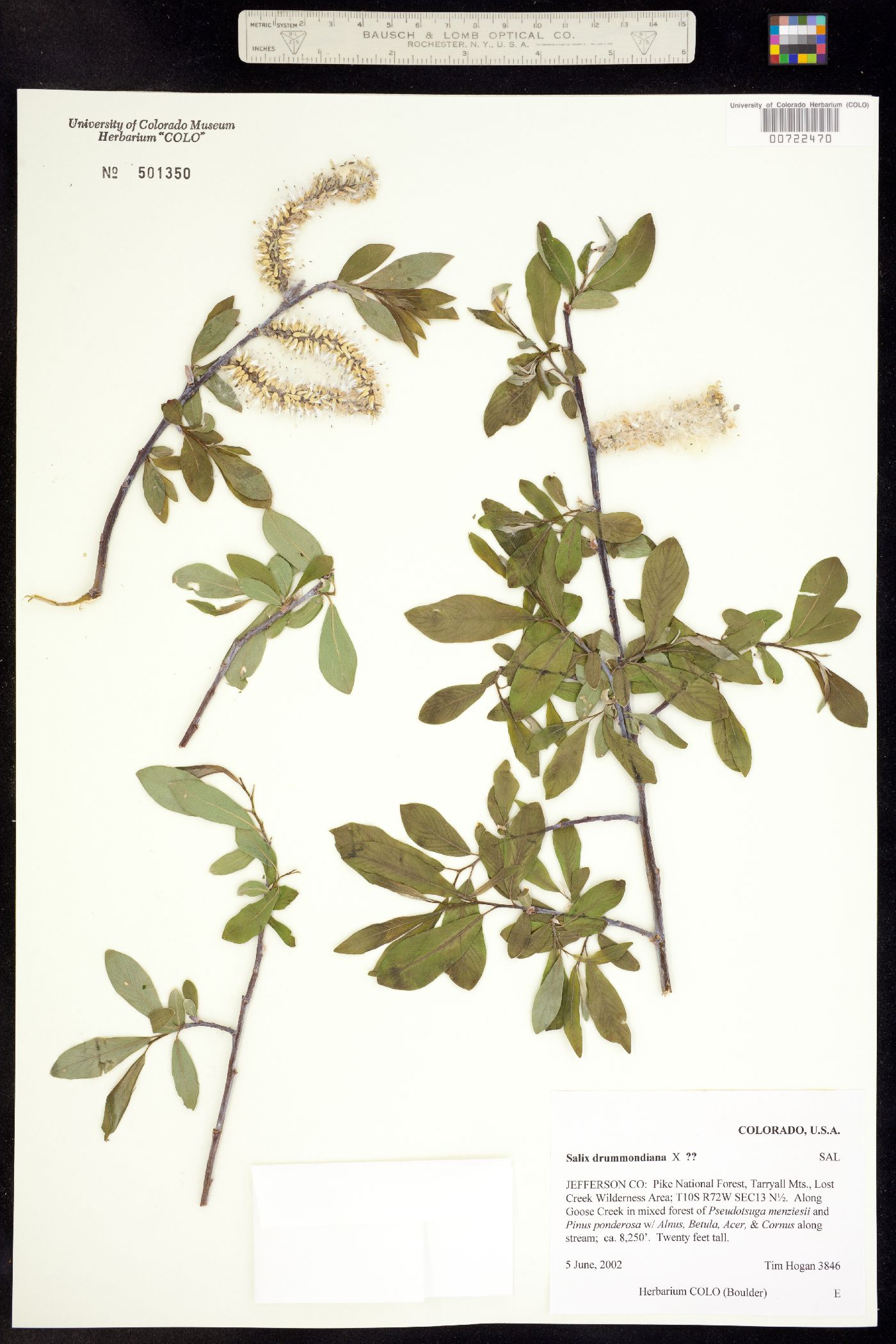 Salix drummondiana image