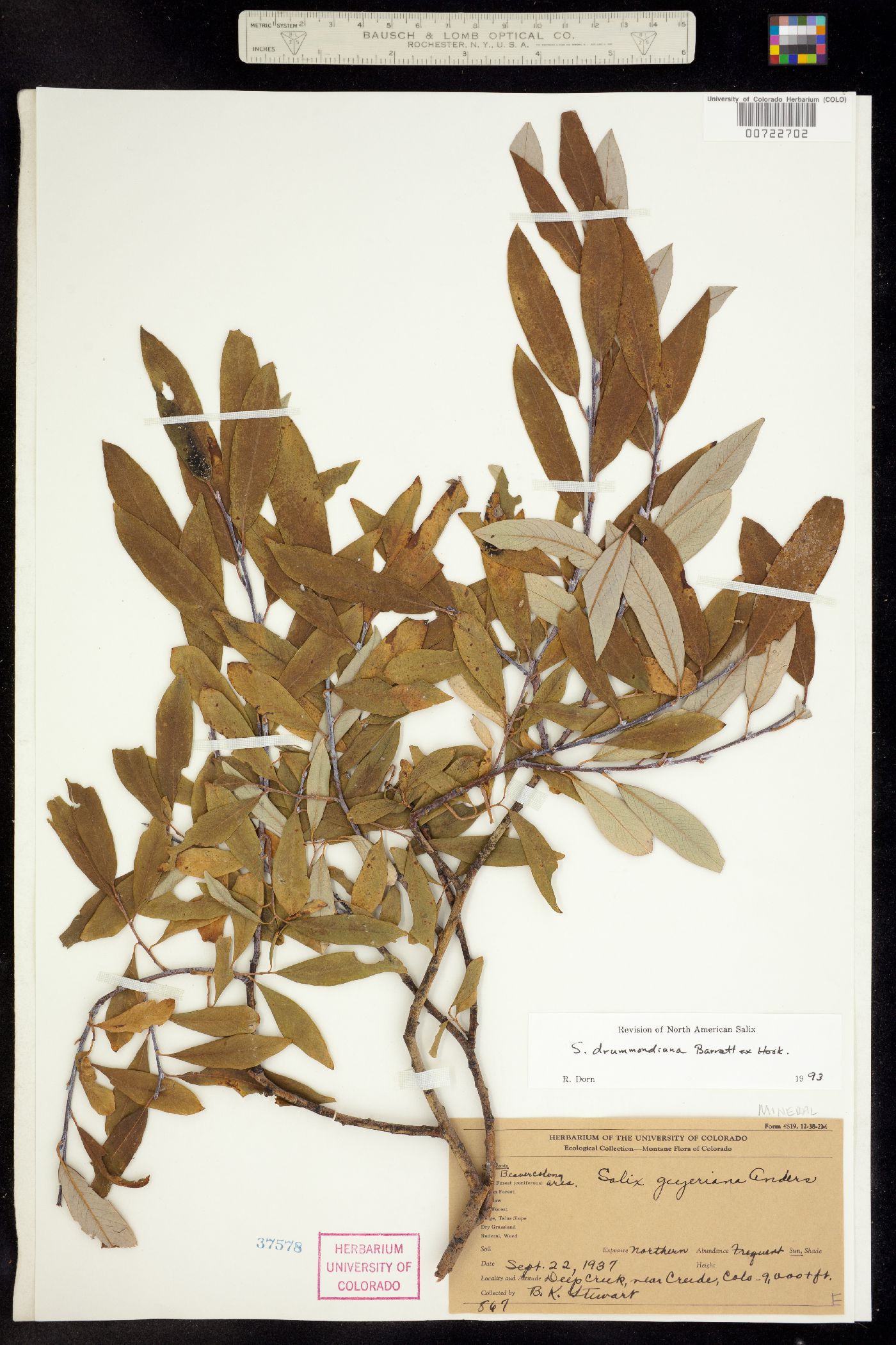 Salix drummondiana image