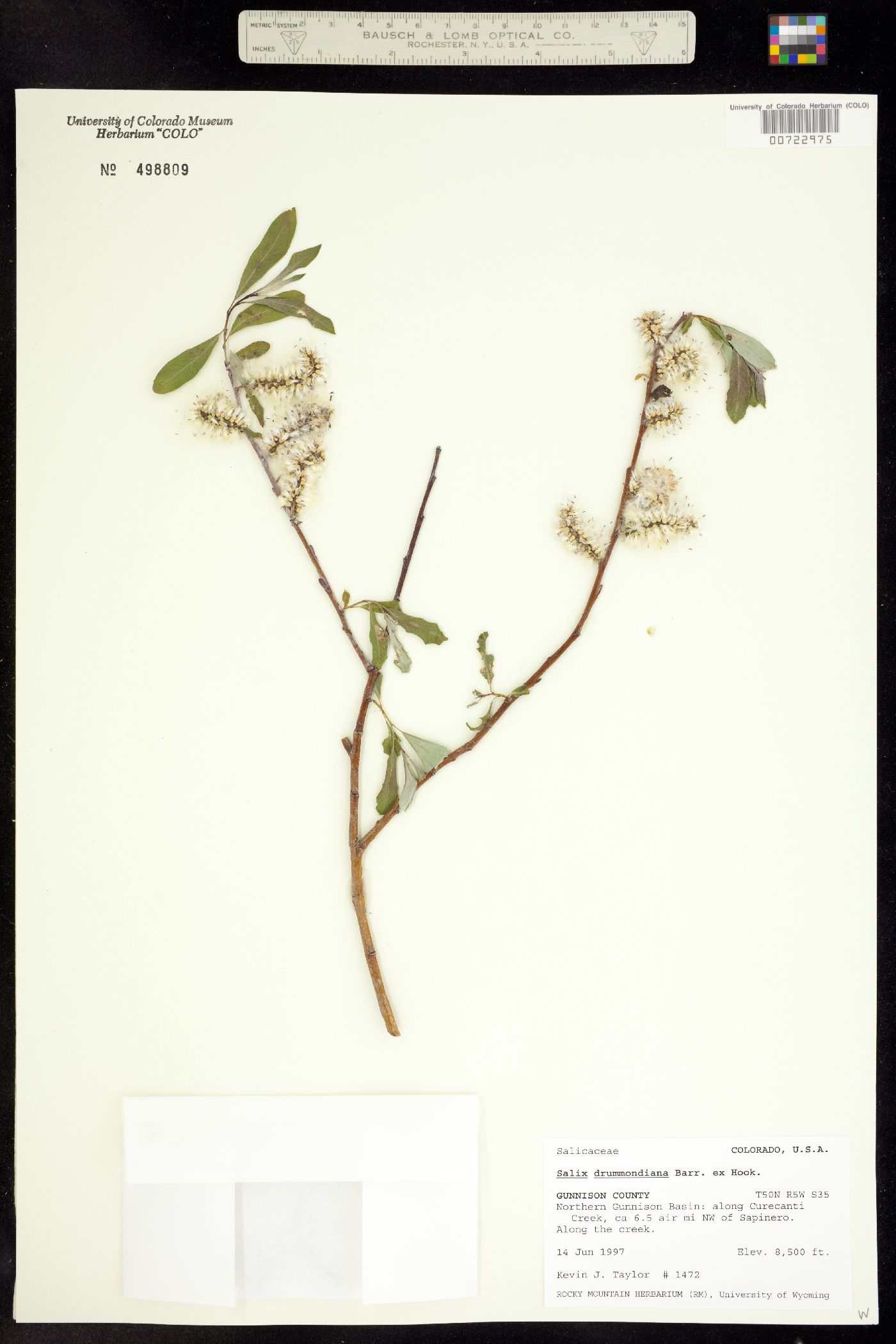 Salix drummondiana image