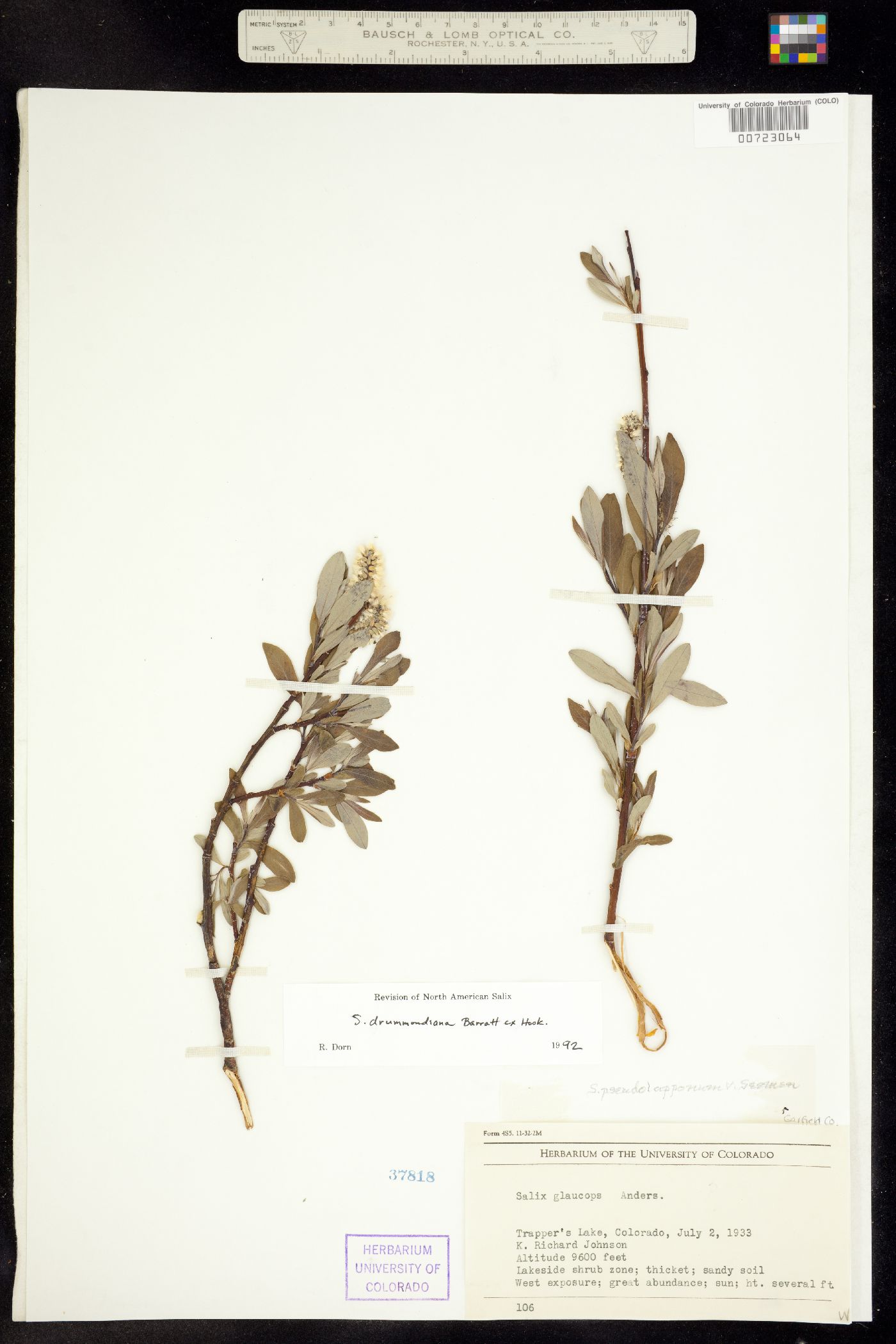 Salix drummondiana image