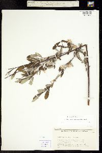 Salix drummondiana image