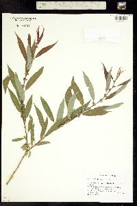 Image of Salix eriocephala
