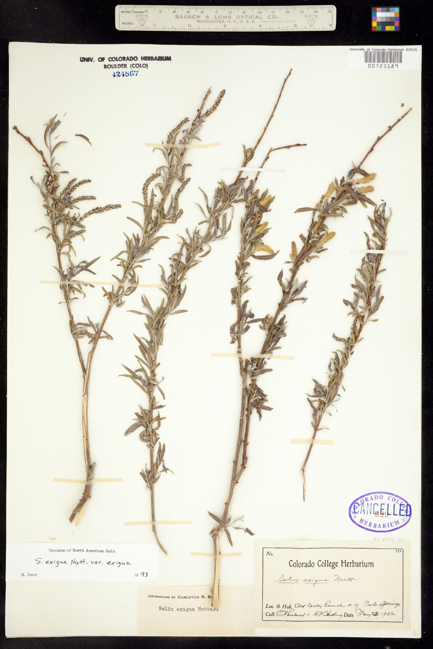 Salix exigua ssp. exigua image