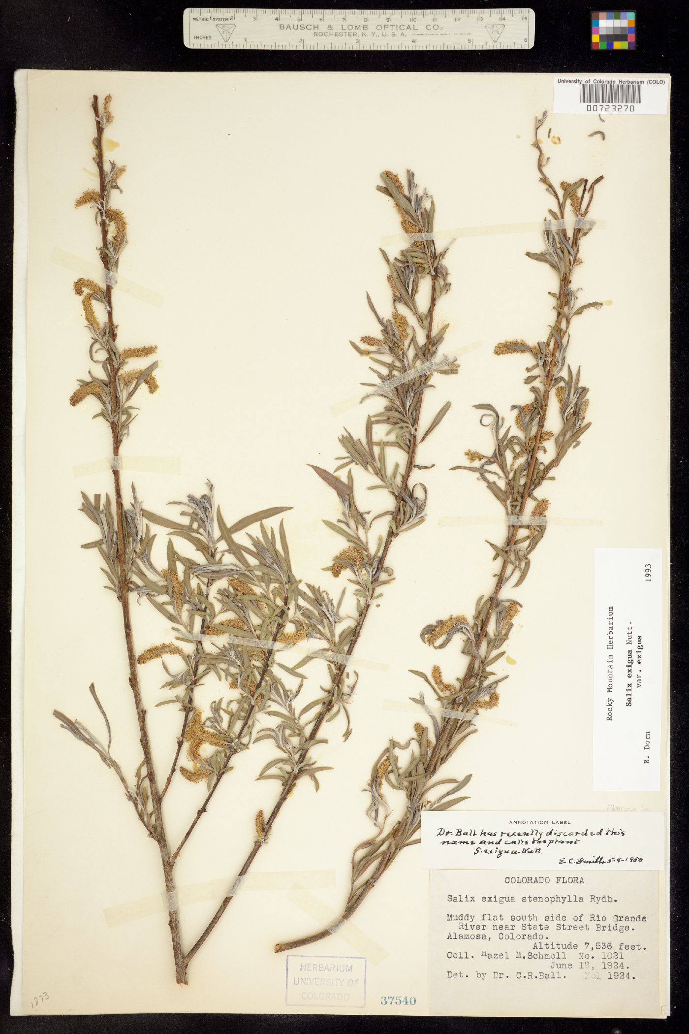 Salix exigua subsp. exigua image