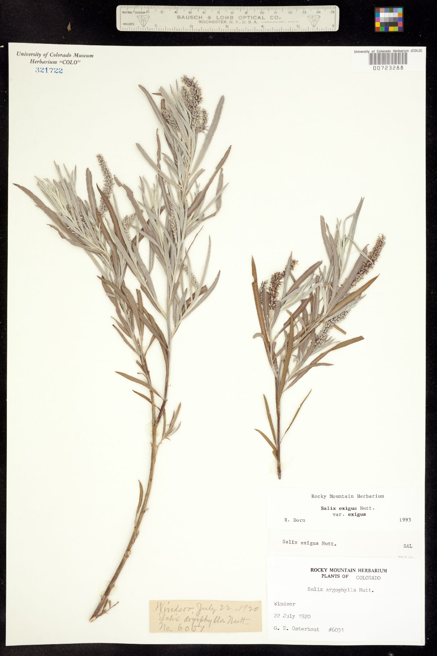 Salix exigua ssp. exigua image