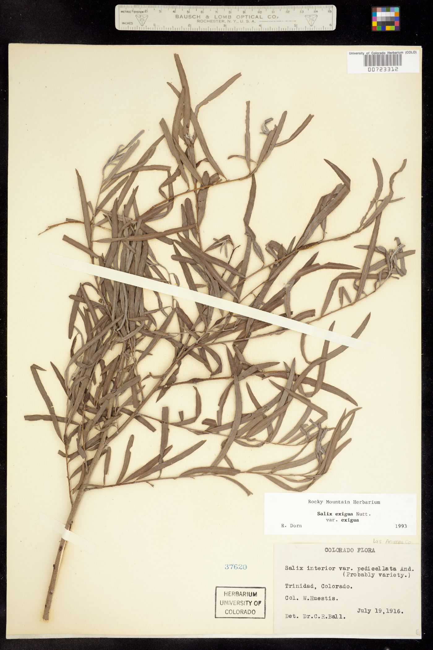 Salix exigua ssp. exigua image