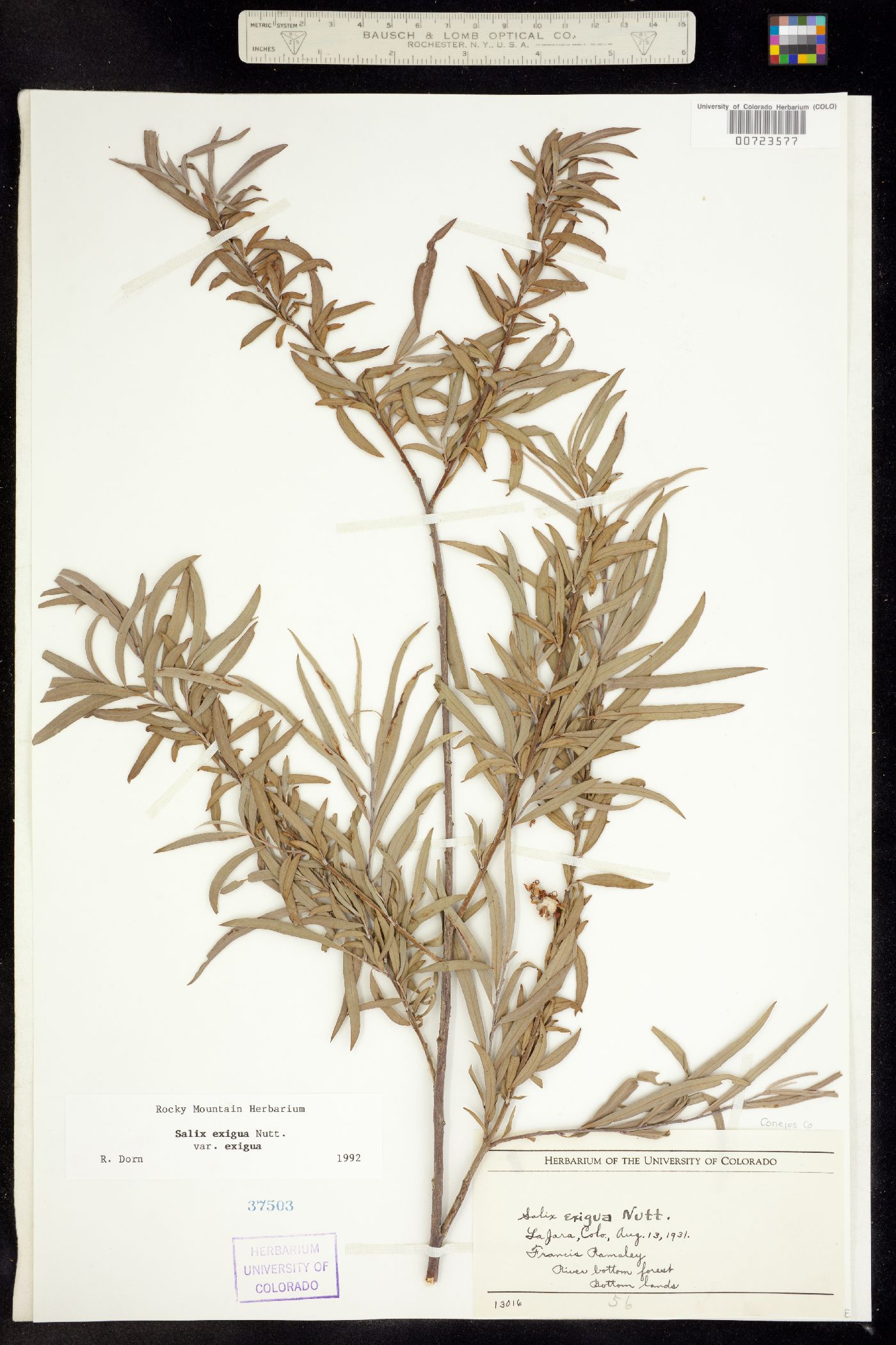 Salix exigua ssp. exigua image