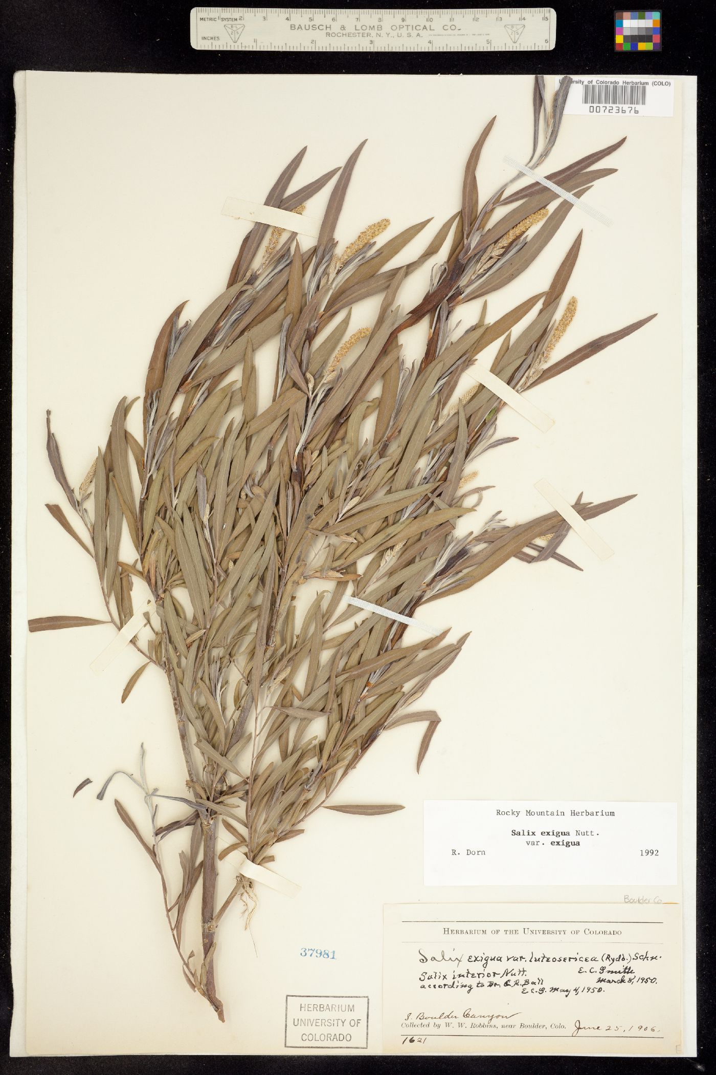 Salix exigua ssp. exigua image