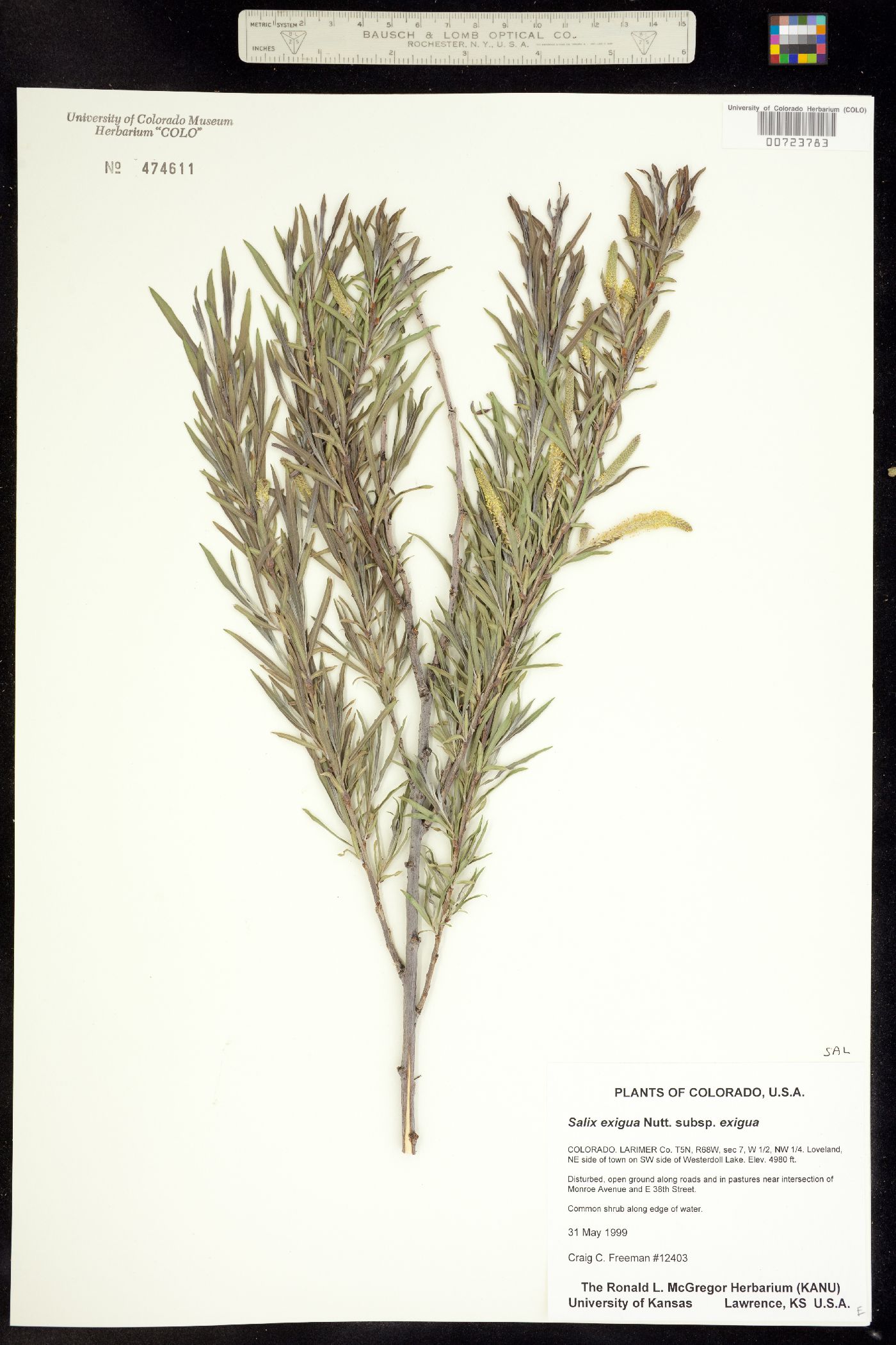 Salix exigua ssp. exigua image