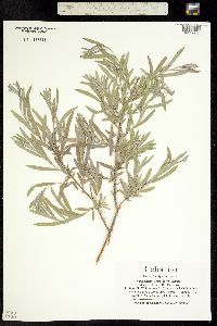 Salix exigua ssp. exigua image