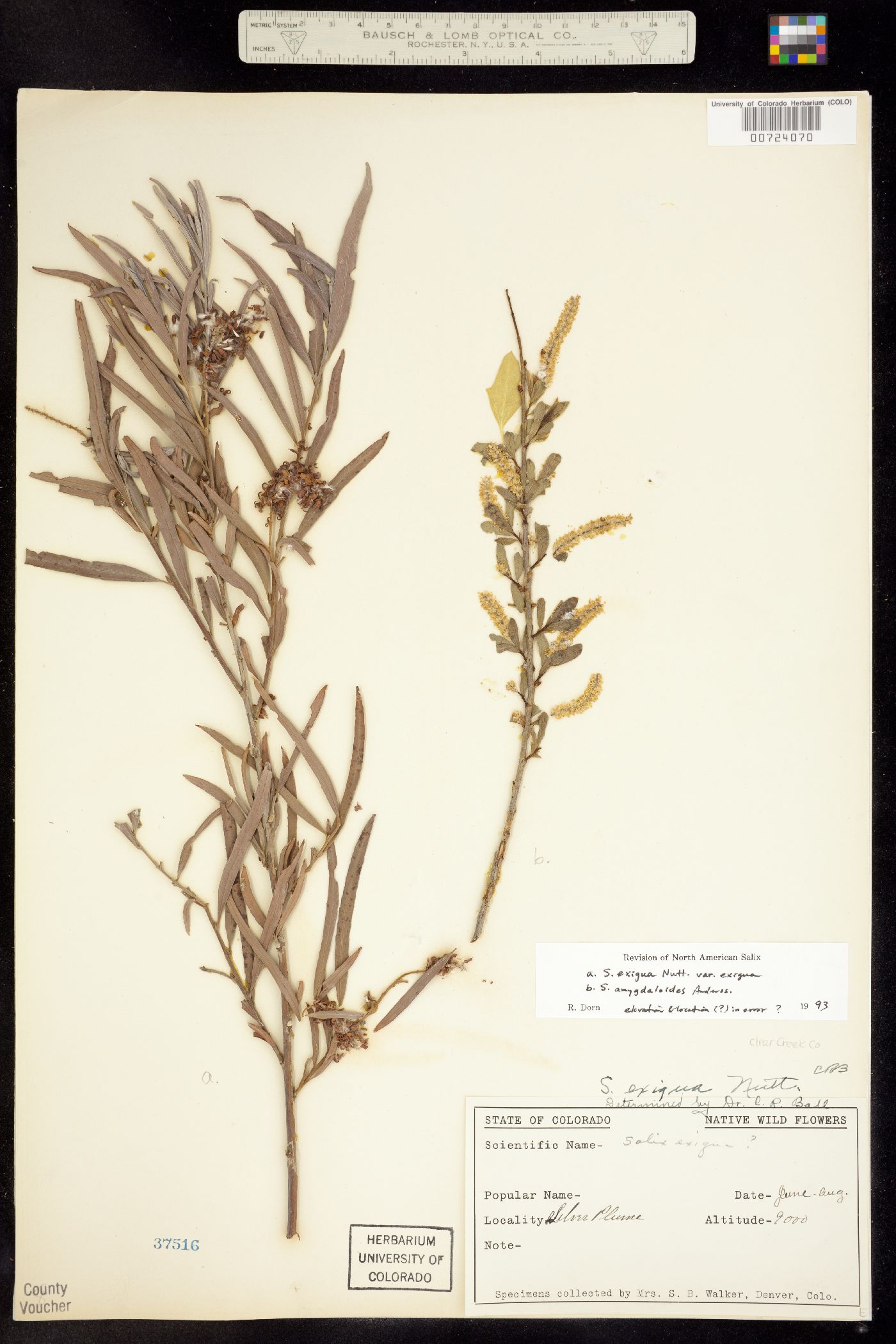 Salix exigua subsp. exigua image