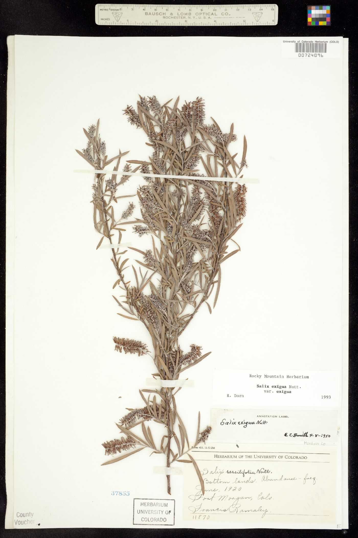 Salix exigua ssp. exigua image