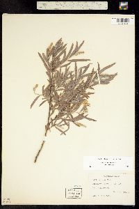 Salix exigua subsp. exigua image