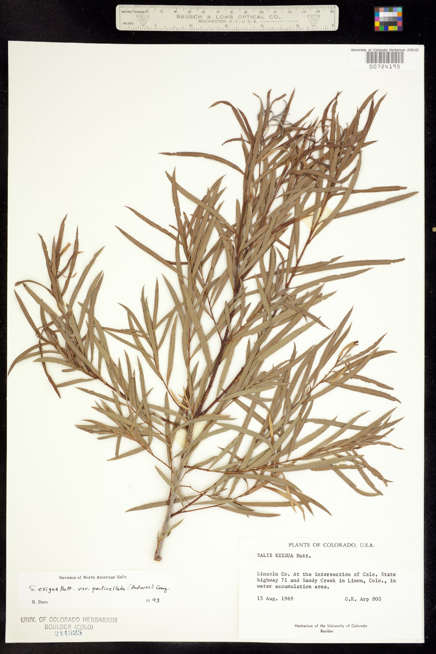 Salix exigua var. pedicellata image