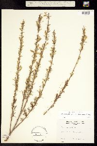 Salix exigua var. pedicellata image