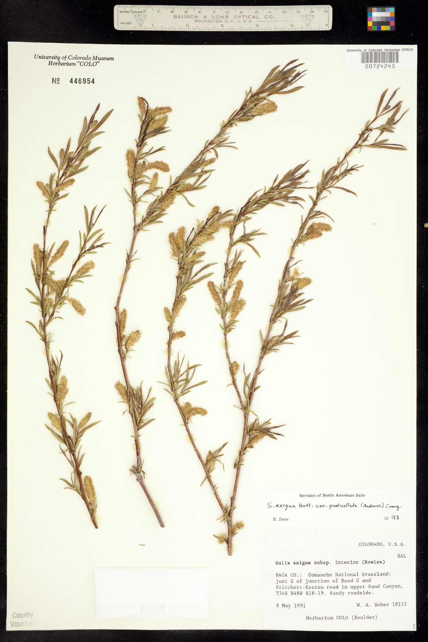Salix interior image