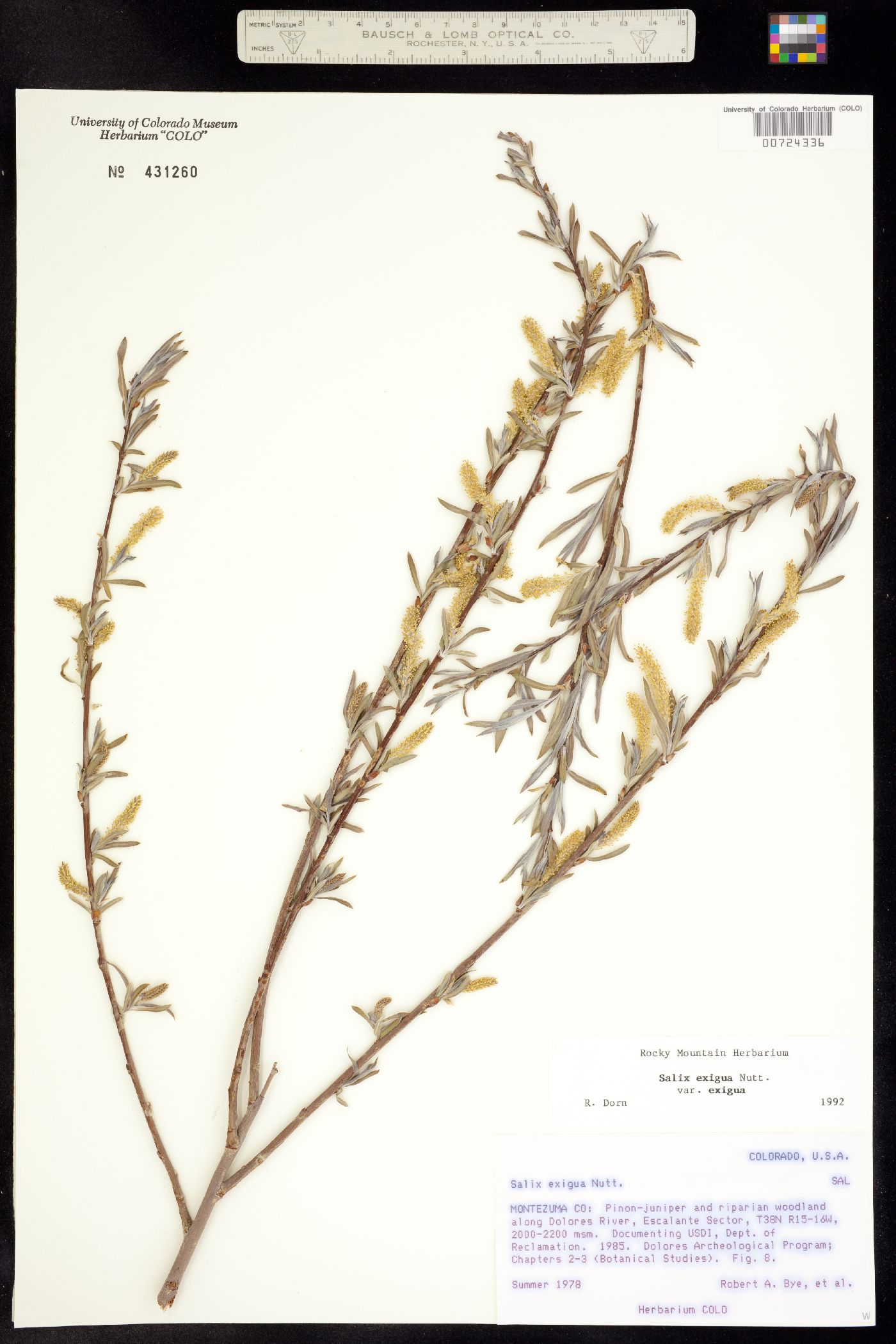 Salicaceae image