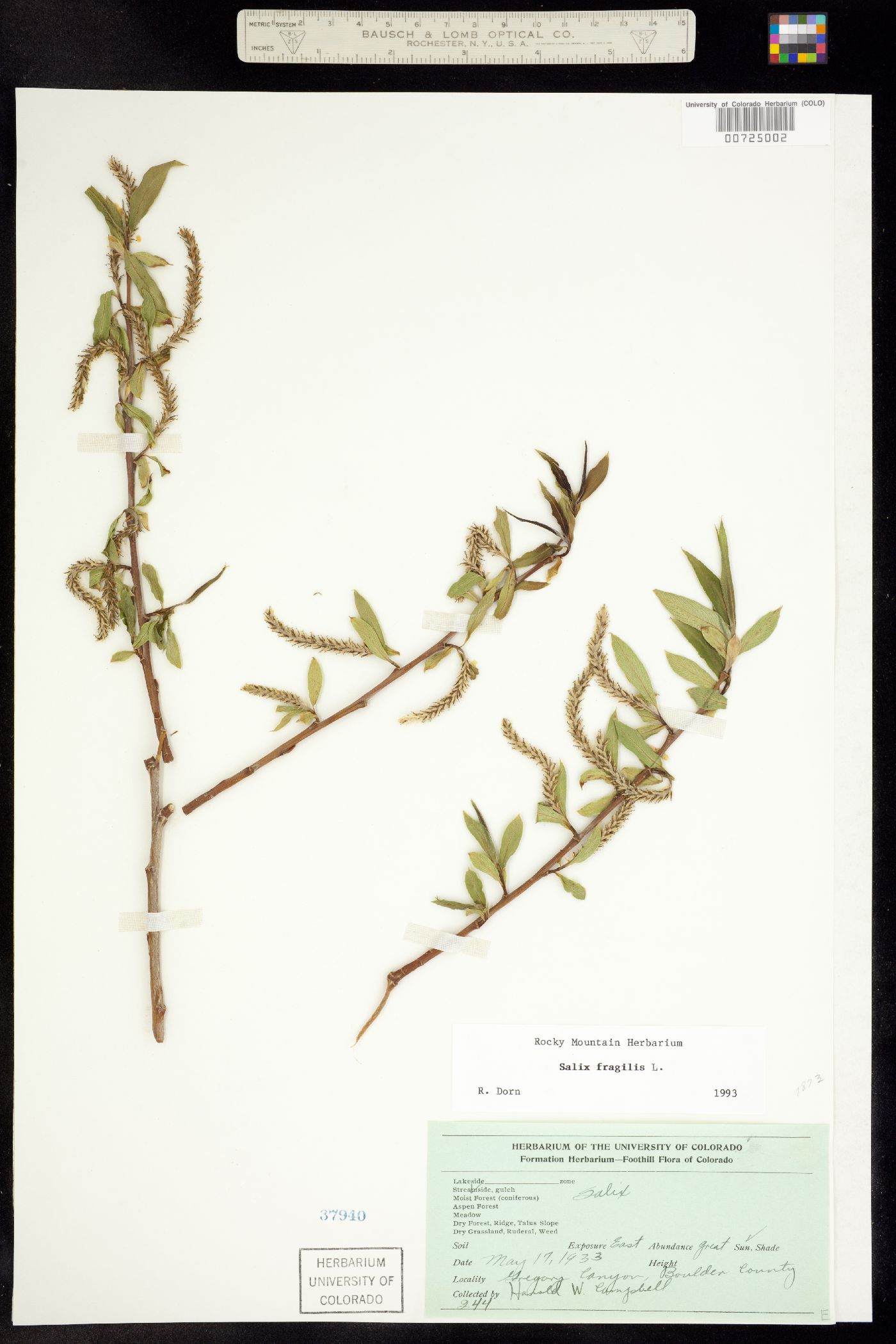 Salix fragilis image